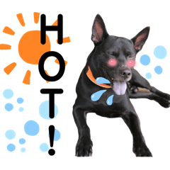 小黑犬與虎斑貓們的日常