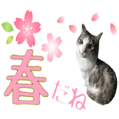 cat of cure spring version