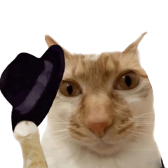 Funny Catto Pack Rebirth