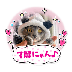 hachi_20251206172833