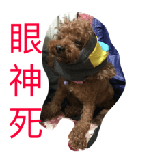 dog woo