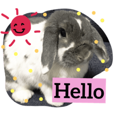 rabbit stamp mearry
