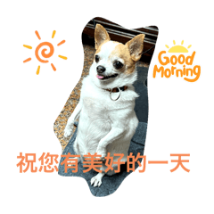 糖糖的回憶錄-（吉娃娃）