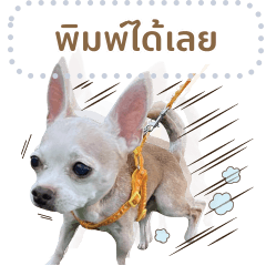 ปังปอนจิ๋วแต่แจ๋ว (ข้อความ2)