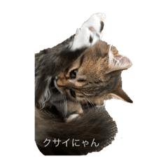 chico_20251207104226