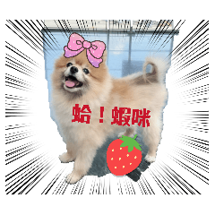 大隻博美吉娃娃