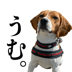 dogs sticker tapi&michi