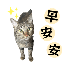 虎搭搭的第一個家