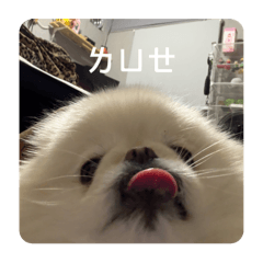 阿寶阿妹第一季