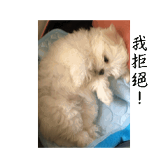 馬爾濟斯co仔芽-動起來