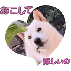 SACHI_20251207022420