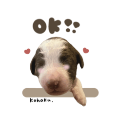 こはくちゃん♡スタンダード