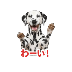 daru dog