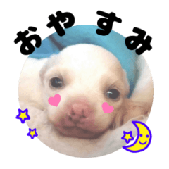 ヴィーガンの保護犬 日本語版 NGO LIA公認