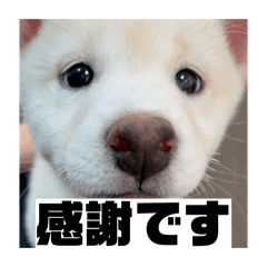 kotomi_20251207125804