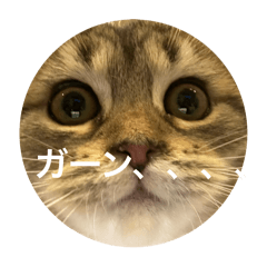 chico_20251207133312