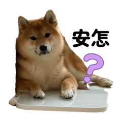 Peachy柴柴的一天