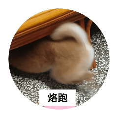 歐咦是一隻狗勾3