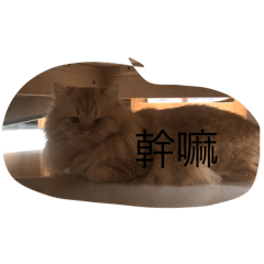 貓^_^兔子