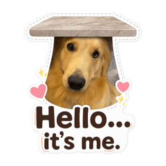 Lucky the lion_Golden Cute Dog