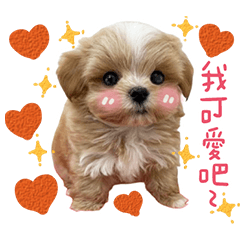 蘋果寵物實用1.0