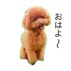 toy poodle  Robin