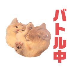 Kinako_20251207144314