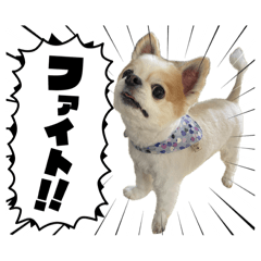 mush_20251207145030