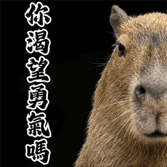 幽默寫實水豚迷因梗圖