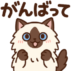Cute Ragdoll Cat Daily Stickers