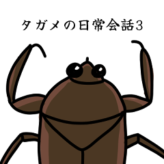 Giant water bug daily conversation