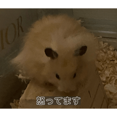 hiyoyo_20251207205846