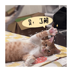 有Dan的奶露