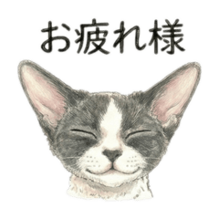 Big-eared Tuxedo Cat