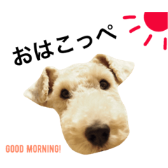 保護犬こっぺぱん-vol.3