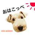 保護犬こっぺぱん-vol.3