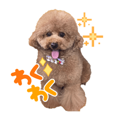 suzu_20251207200402