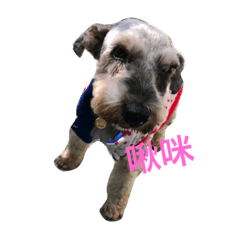 sweet little dog