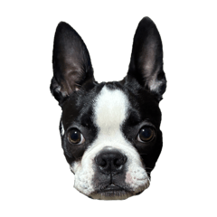 dandy_20251206125251