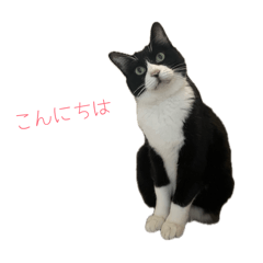 たいようのあいさつスタンプ