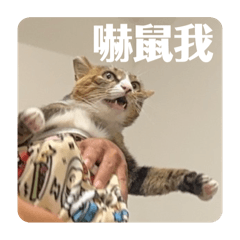 應該算實用的翁小寶