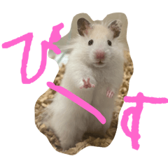 mococo_20251206171729