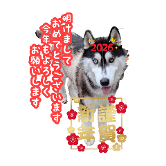 tatituteto_20251206174614