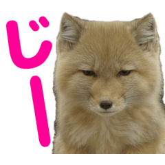 The AI Tibet Fox Sticker Real Simple
