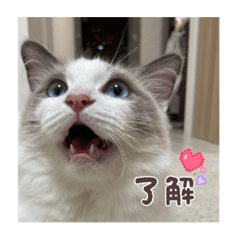 koto_20251207224801