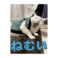 NEGO_20251207230119
