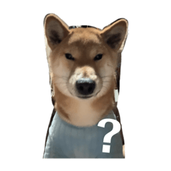 ૮coᵜkie︎︎ა