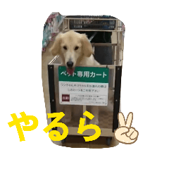 magumaguo_20251208110733