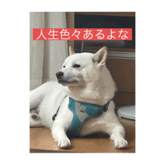 shibanahaku