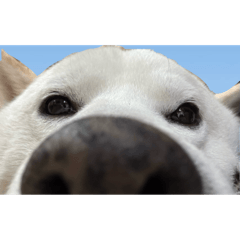shibainuppoiarupaka